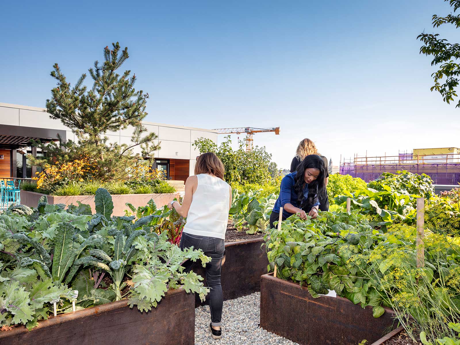 rooftop garden